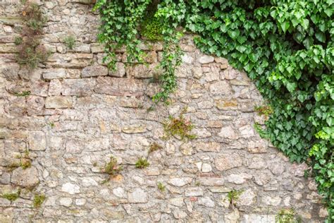 Lierre grimpant sur un vieux mur en pierre