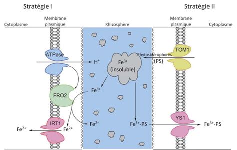 Schéma des stratégies d'absorption du fer par les plantes
