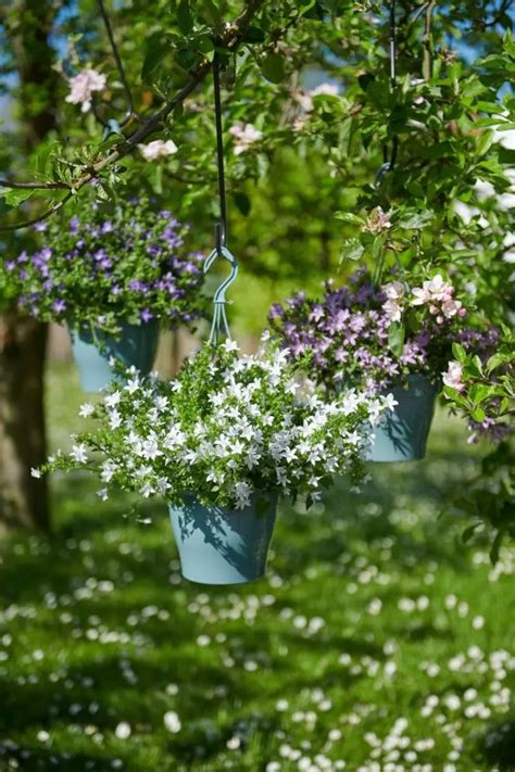 jardinière fleurie avec des plantes blanches retombantes en ambiance ombragée