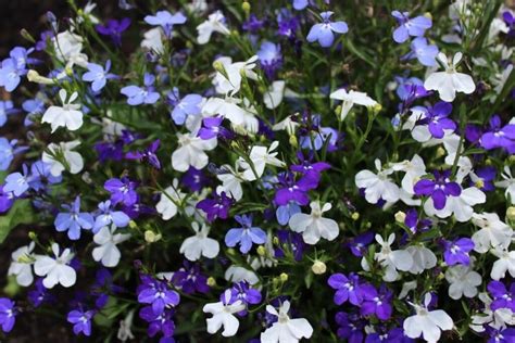 gros plan sur des fleurs de lobélies blanches dans une jardinière suspendue