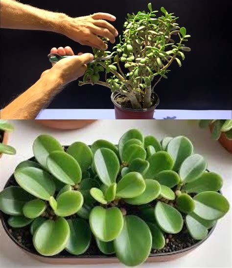 Plante Crassula près d'une fenêtre lumineuse