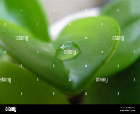 Goutte d'eau sur une feuille de Crassula