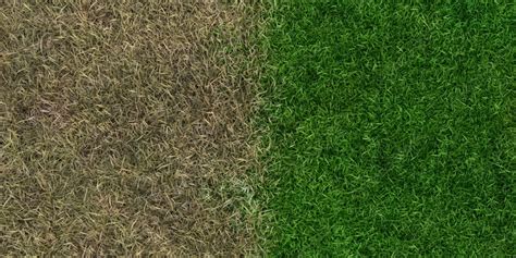 Comparatif visuel entre une pelouse avant et après traitement par scarification