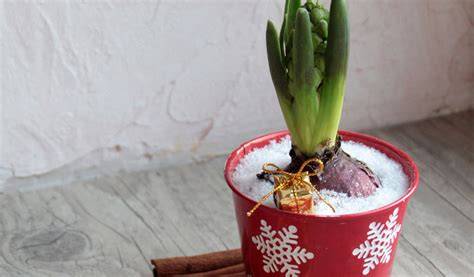 Une jacinthe en pot fleurie dans un intérieur chaleureux avec des décorations de Noël