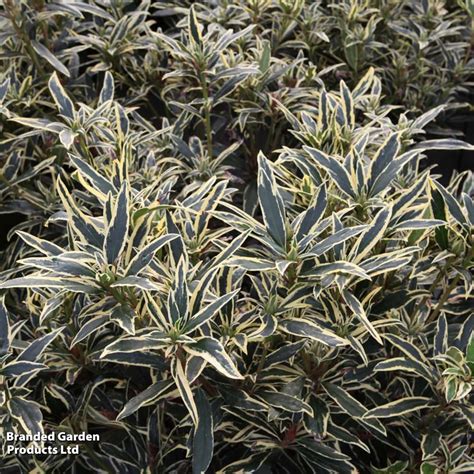 gros plan sur le feuillage panaché du Rhododendron ponticum Variegatum