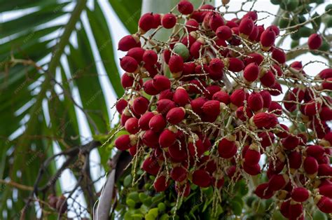 Carte des régions où l'Areca catechu est cultivé