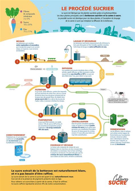 Infographie montrant les différentes étapes de l'extraction du cachou