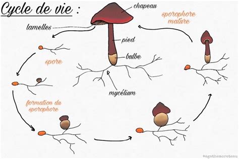 Cycle de vie des champignons pathogènes du rosier