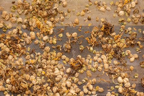 Graines de capucine séchant sur un tamis