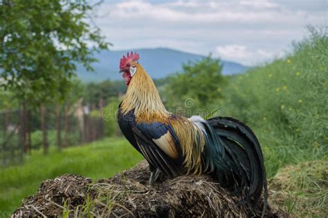Coq chantant sur un tas de fumier