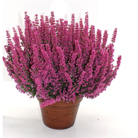 Erica gracilis en pot