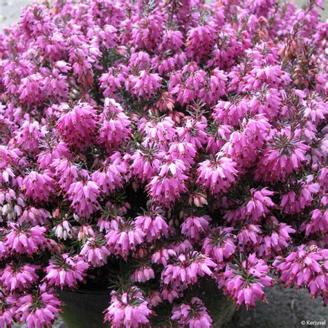 Erica carnea en massif