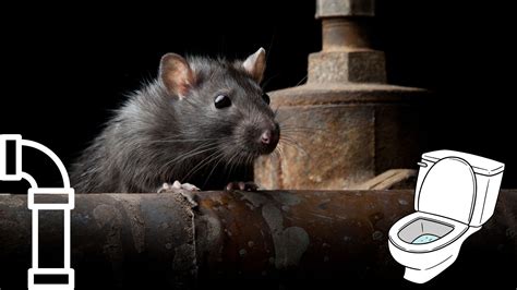rat dans la litière
