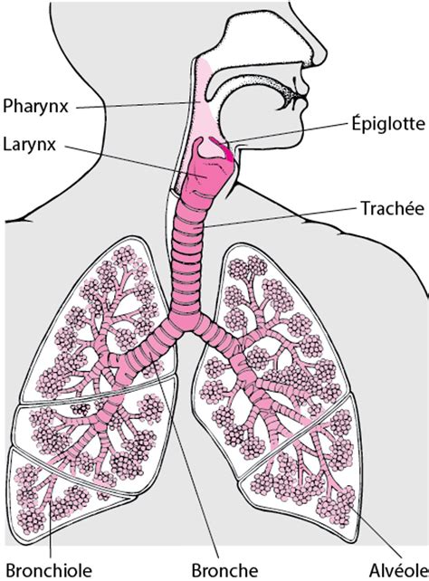 représentation microscopique des cellules des voies respiratoires irritées par des substances toxiques