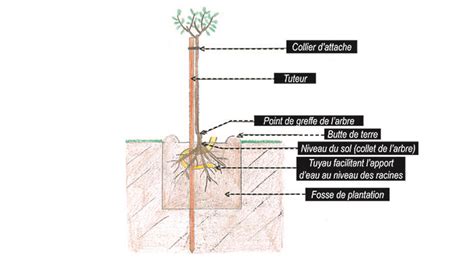 Schéma plantation arbre fruitier en racines nues