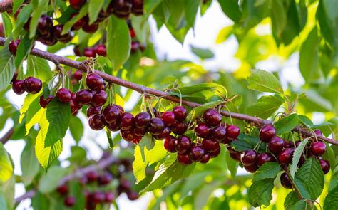 Variétés de cerises