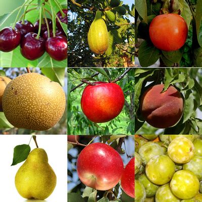 Arbres fruitiers variés