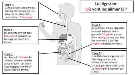 Infographie sur les étapes clés de la digestion anaérobie