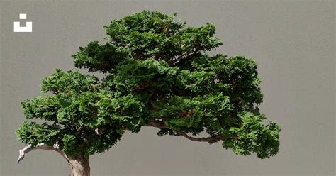 Bonsaï dans un pot miniature sur une table en bois