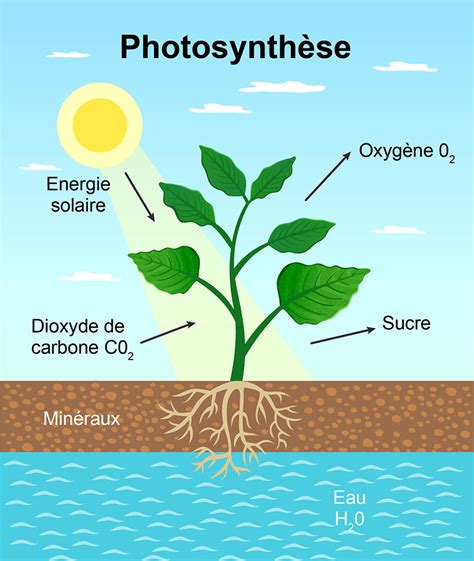 Schéma illustrant la photosynthèse avec l'eau et la lumière du soleil
