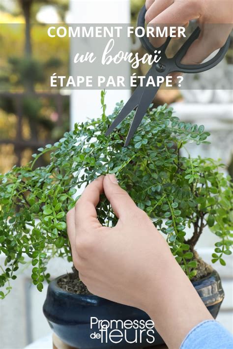 Diagramme étape par étape du rempotage d'un bonsaï