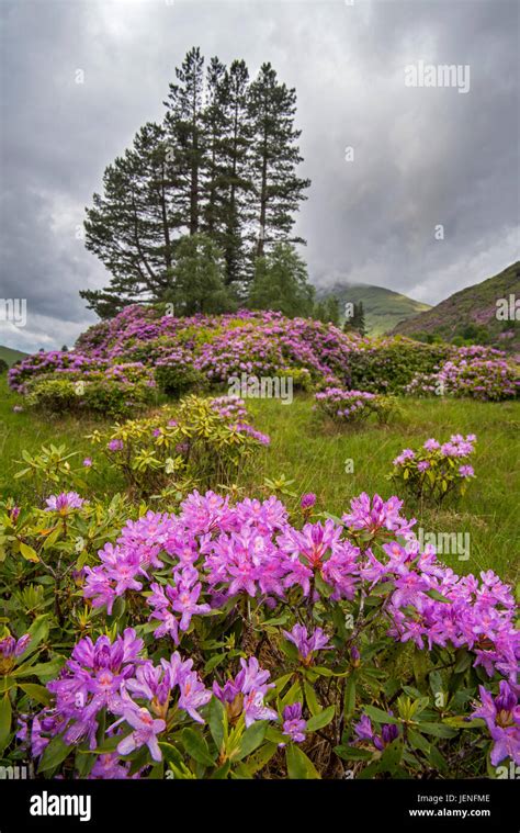 Rhododendron ponticum en fleur dans un paysage écossais