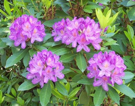 Pleine floraison de Rhododendron ponticum au printemps. La couleur de ses fleurs peut varier du violet clair au mauve plus pâle, en passant par le violet rougeâtre ou le rose.