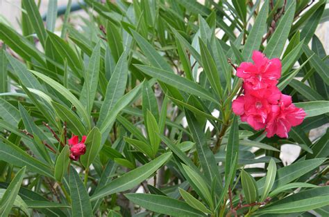 Feuilles et fleurs de laurier-rose