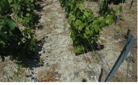 Vignoble champenois avec sols amendés