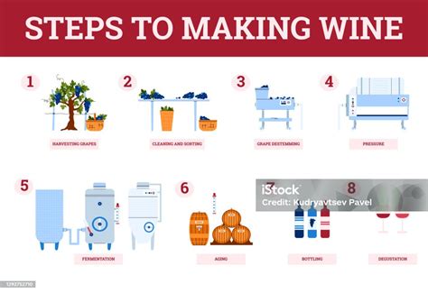 Infographie des étapes de la viticulture