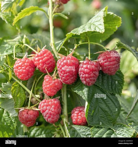framboises rouges sur une branche