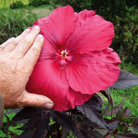 Hibiscus moscheutos aux fleurs géantes