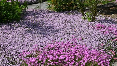 Plantes couvre-sol en pleine croissance