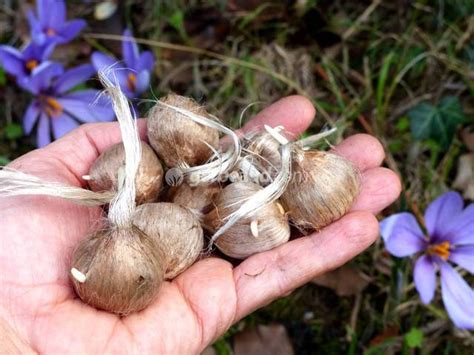 illustration de bulbes de Crocus sativus