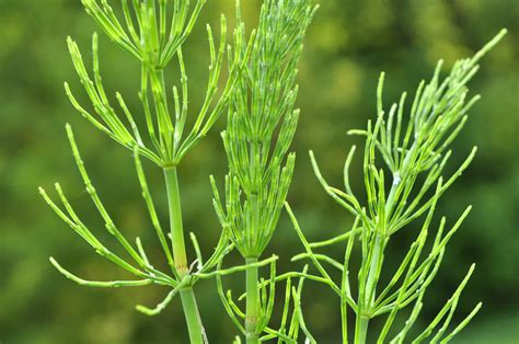 différents types de mauvaises herbes
