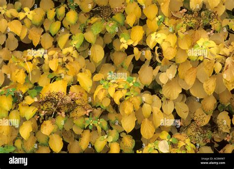 Feuillage d'Hydrangea petiolaris en automne