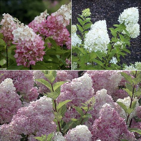 Différentes formes de fleurs d'hortensia