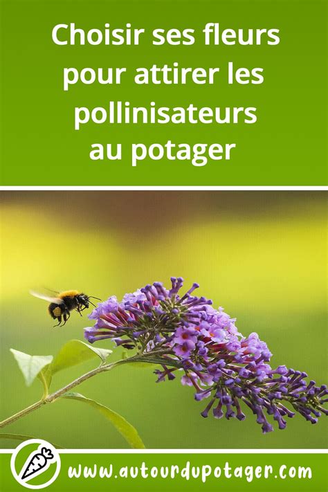 Les bienfaits des fleurs d'hortensia pour les pollinisateurs