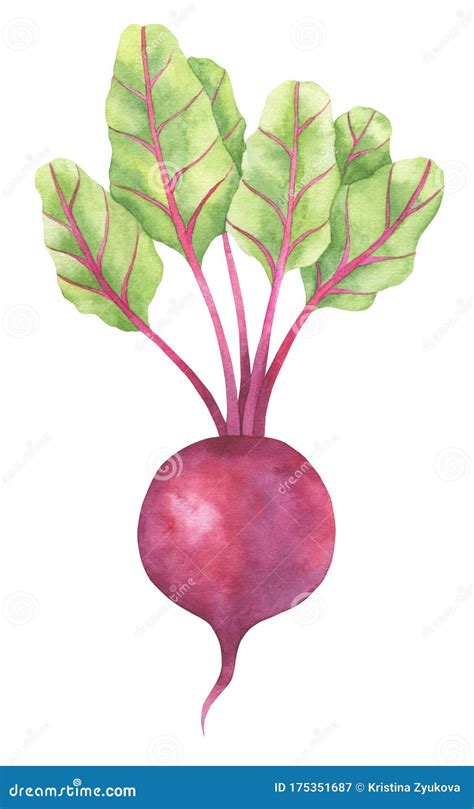 Illustration d'une betterave crapaudine fraîchement récoltée