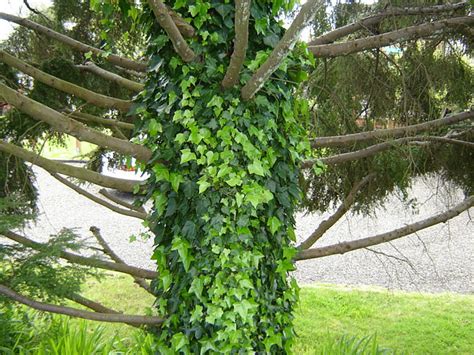 Lierre grimpant sur un arbre