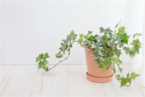 Lierre en pot