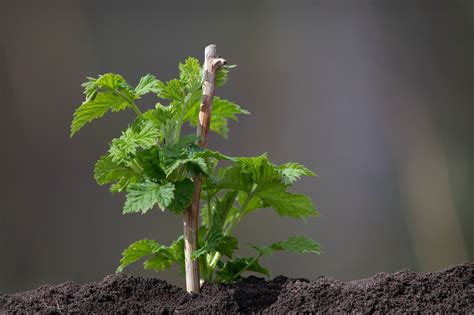 framboisier jeune pousse desséchée