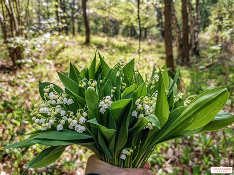 Champ de muguet en fleurs à Martillac