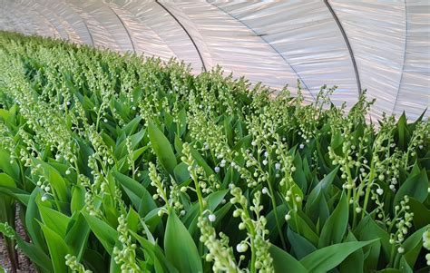 Producteur de muguet travaillant dans une serre à Martillac