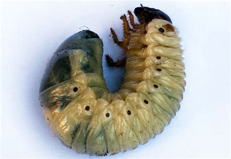 Larve de cétoine reconnaissable à ses courtes pattes