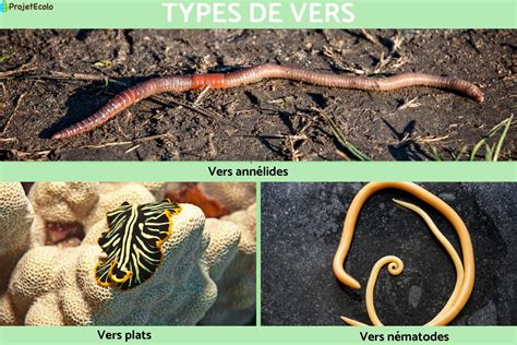 Différents types de vers dans le compost