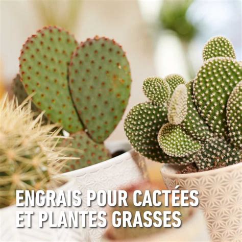 Types d'engrais pour plantes grasses