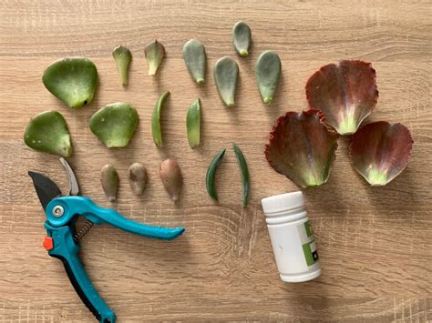 Étapes de bouturage d'une succulente