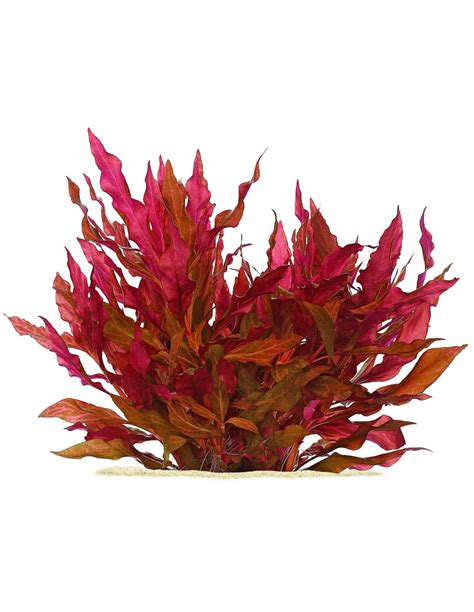 Alternanthera reineckii 