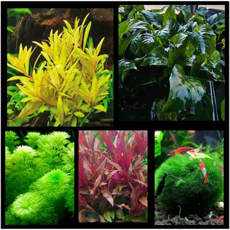 Sélection de plantes à tiges colorées pour aquarium